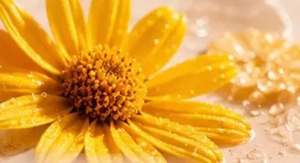 Extrato de Arnica