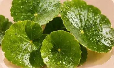 Centella Asiática